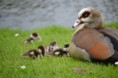 /album/fotogalerij/heemtuin07-05-14-183-jpg/
